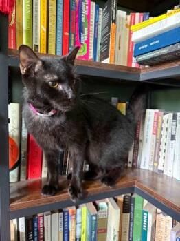 Cadbury -  Domestic Short Hair Cat for Adoption in Berwick, Pennsylvania - Cadbury | PetCurious