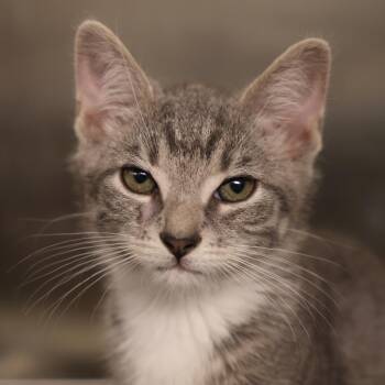 Mochi -  Domestic Short Hair Cat for Adoption in Briarcliff Manor, New York - Mochi | PetCurious