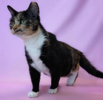 Domestic Short Hair Cats Available for Adoption - Summer | PetCurious