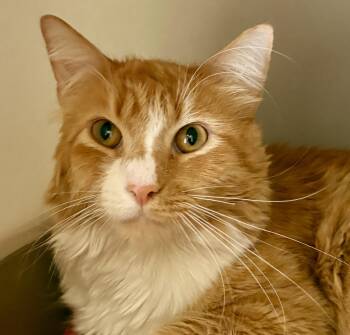 PERCY -  Tabby Cat for Adoption in Prescott, Arizona - PERCY | PetCurious