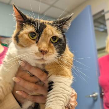 Alleb -  Domestic Short Hair Cat for Adoption in Dekalb, Illinois - Alleb | PetCurious