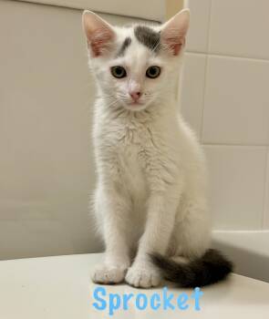 Sprocket -  Domestic Short Hair Cat for Adoption in Highland Beach, Maryland - Sprocket | PetCurious
