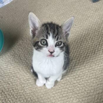26-88 Gully -  Domestic Short Hair Cat Available for Adoption in North Branford, Connecticut - 26-88 Gully | PetCurious