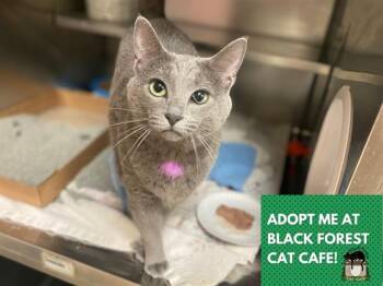 STORMY -  Domestic Short Hair Cat for Adoption in Fort Wayne, Indiana - STORMY | PetCurious