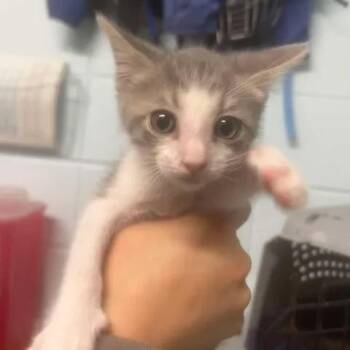 TC -  Domestic Short Hair Cat for Adoption in Beaumont, Texas - TC | PetCurious
