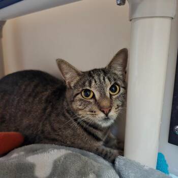 Laney -  Domestic Short Hair Cat Available for Adoption - Laney | PetCurious