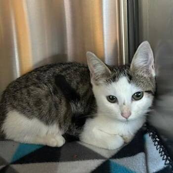 Hamiko -  Domestic Short Hair Cat for Adoption in Knoxville, Tennessee - Hamiko | PetCurious