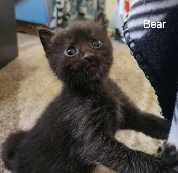Domestic Short Hair Cats Available for Adoption in Williamsburg, Iowa - Bear (Available Est. 6/5/26) | PetCurious