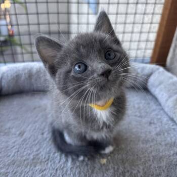 Raui -  Domestic Short Hair Cat Available for Adoption in Costa Mesa, California - Raui | PetCurious