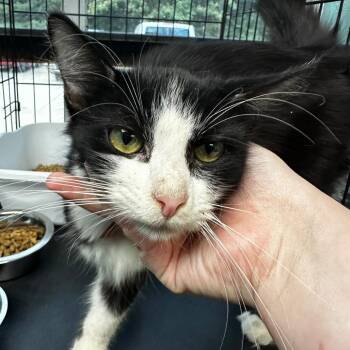 Rocket Raccoon -  Domestic Short Hair Cat for Adoption in Gadsden, Alabama - Rocket Raccoon | PetCurious