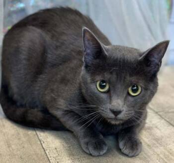 Penelope -  Domestic Short Hair Cat for Adoption in Shreveport, Louisiana - Penelope | PetCurious