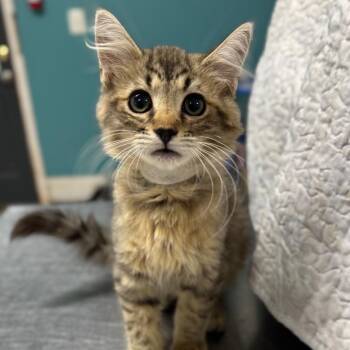 The Original Brotherhood -  Domestic Long Hair Cat for Adoption in Fredericksburg, Virginia - The Original Brotherhood | PetCurious