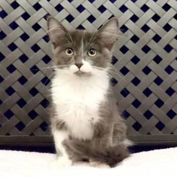Alex -  Domestic Short Hair Cat for Adoption in Fort Davis, Texas - Alex | PetCurious