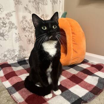 Obi -  Domestic Short Hair Cat for Adoption in Albany, New York - Obi | PetCurious