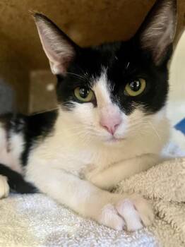 Rescue Domestic Short Hair Cats for Adoption in San Francisco, California - CHLOE | PetCurious