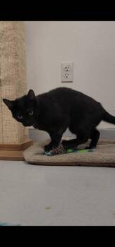 Cleo -  Domestic Short Hair Cat for Adoption in New Kensington, Pennsylvania - Cleo | PetCurious