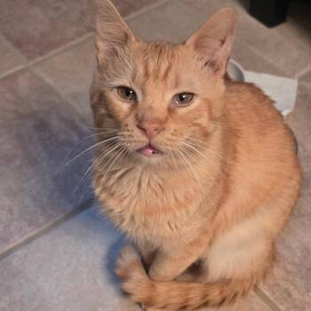 Domestic Short Hair Cats Available for Adoption - Miller | PetCurious