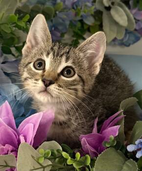 Rescue Domestic Short Hair Cats for Adoption in Stillwater, Oklahoma - 7/11/25 - Edward Ferrars | PetCurious