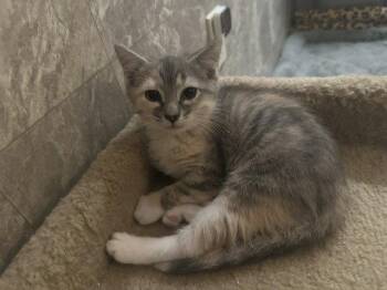 Cocoa Puff -  Domestic Short Hair Cat for Adoption in Candler, North Carolina - Cocoa Puff | PetCurious