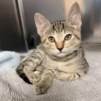 Affogato -  Domestic Short Hair Cat for Adoption in Palm Springs, California - Affogato | PetCurious