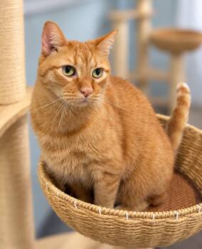 Gavin -  Domestic Short Hair Cat for Adoption in Millington, Tennessee - Gavin | PetCurious