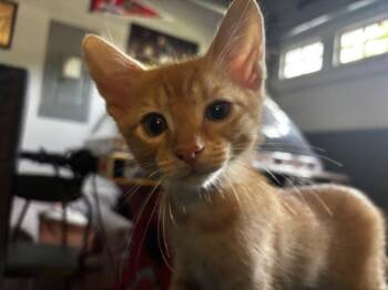 Domestic Short Hair Cats Available for Adoption in St. Cloud, Florida - Tiki | PetCurious