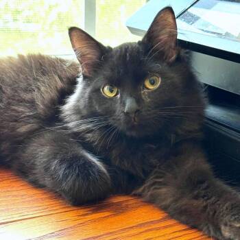 Kip -  Domestic Medium Hair Cat for Adoption in Chapel Hill, North Carolina - Kip | PetCurious