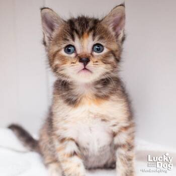 Domestic Short Hair Cats Available for Adoption in Washington, District Of Columbia - Downtown Abbey | PetCurious