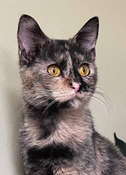 Emerson -  Domestic Short Hair Cat for Adoption in Hastings, Nebraska - Emerson | PetCurious