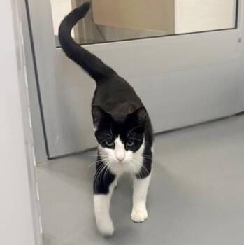 Domestic Short Hair Cats Available for Adoption in Hilton Head Island, South Carolina - Purrcival | PetCurious