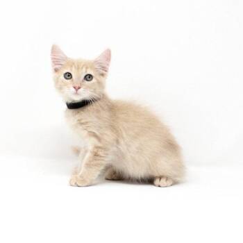 Black Parade -  Domestic Short Hair Cat for Adoption in Florence, Arizona - Black Parade | PetCurious