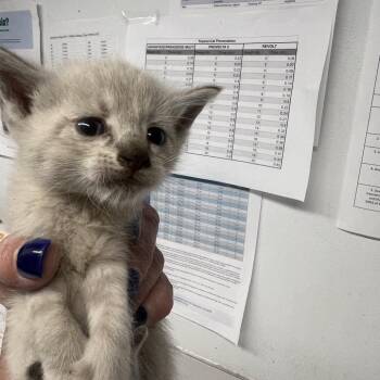 Domestic Short Hair Cats Available for Adoption in St. Louis, Missouri - Over Easy | PetCurious