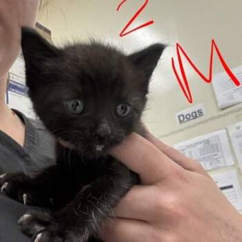 Rescue American Shorthair Cats for Adoption in Charleston, South Carolina - Carlos | PetCurious