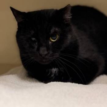 Domestic Short Hair Cats Available for Adoption - KeKe | PetCurious