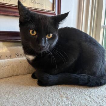 Bashful/Baja -  American Shorthair Cat for Adoption in Pittsburgh, Pennsylvania - Bashful/Baja | PetCurious