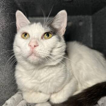 Tia Ana -  Domestic Short Hair Cat for Adoption in Los Angeles, California - Tia Ana | PetCurious