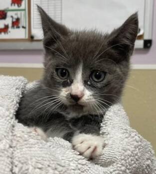 Dennis The Usurper -  Domestic Short Hair Cat for Adoption in Vancouver, Washington - Dennis The Usurper | PetCurious