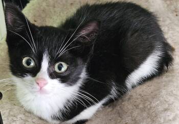 Rescue Domestic Short Hair Cats for Adoption in Washburn, Wisconsin - Marshall | PetCurious