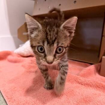 Jigsaw -  Domestic Short Hair Cat for Adoption in Philadelphia, Pennsylvania - Jigsaw | PetCurious