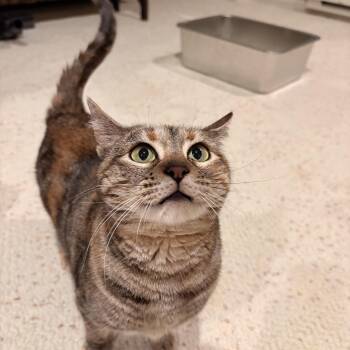 Tabby Cats Available for Adoption in Columbia, South Carolina - Mila | PetCurious