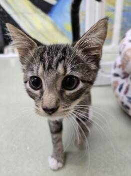 Green Bean -  Domestic Short Hair Cat for Adoption in Savannah, Georgia - Green Bean | PetCurious