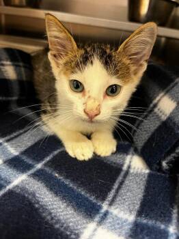 Luno -  Tabby Cat for Adoption in Nacogdoches, Texas - Luno | PetCurious