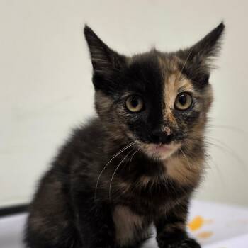 Domestic Short Hair Cats Available for Adoption in Phoenix, Arizona - Little Debbie | PetCurious