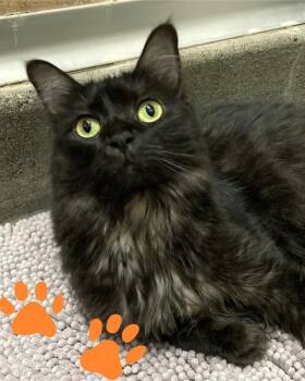 Rescue Domestic Medium Hair Cats for Adoption in Novato, California - Nurse Flittermouse | PetCurious