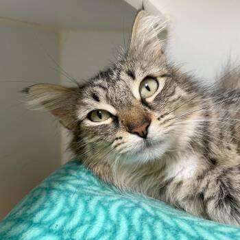 DK -  Domestic Long Hair and Domestic Short Hair Cat for Adoption in Woodinville, Washington - DK | PetCurious