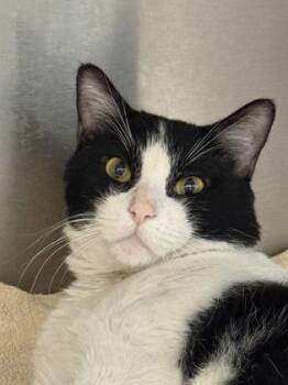 Hobbles -  Domestic Short Hair Cat for Adoption in West Chester, Pennsylvania - Hobbles | PetCurious