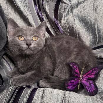 Eponine Pasadena 56459 -  Russian Blue and Domestic Short Hair Cat for Adoption in Eaton Rapids, Michigan - Eponine Pasadena 56459 | PetCurious