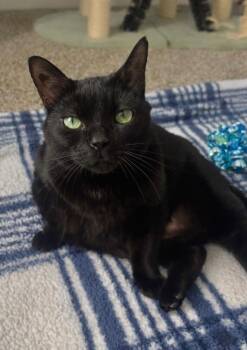 Domestic Short Hair Cats Available for Adoption in Naperville, Illinois - Kitty | PetCurious
