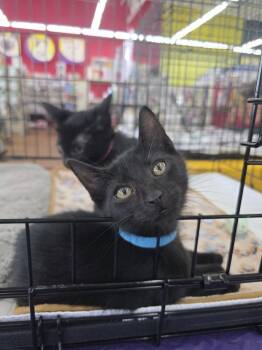 Bear -  Domestic Short Hair Cat for Adoption in St. Cloud, Florida - Bear | PetCurious