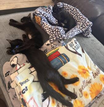 Green Patina -  Domestic Medium Hair Cat for Adoption in Chandler, Arizona - Green Patina | PetCurious